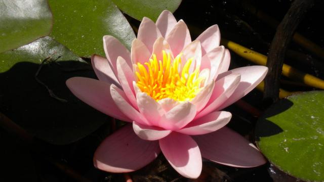 waterlily